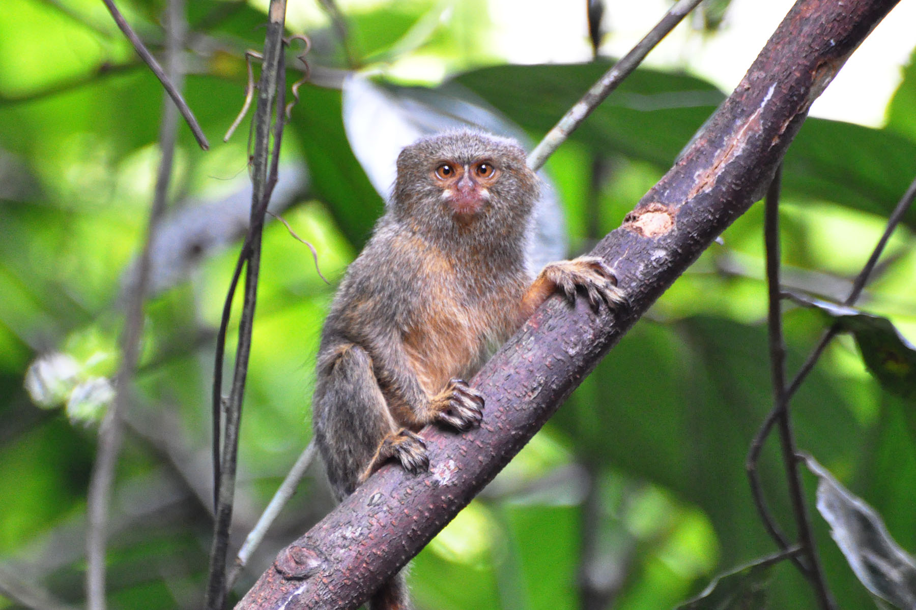 <p>Common Name: Pygmy Marmoset</p><p>Suborder: Haplorhini</p><p>Order: Primates</p><p>Family: Callitrichidae </p>