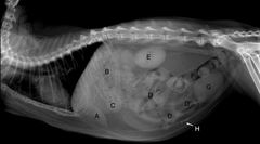 <p>This case involved a dog, but it is important to get a feel for the differences between canine and feline abdominal anatomy. Identify the labeled structures in this feline patient.</p><p>What is E?</p>