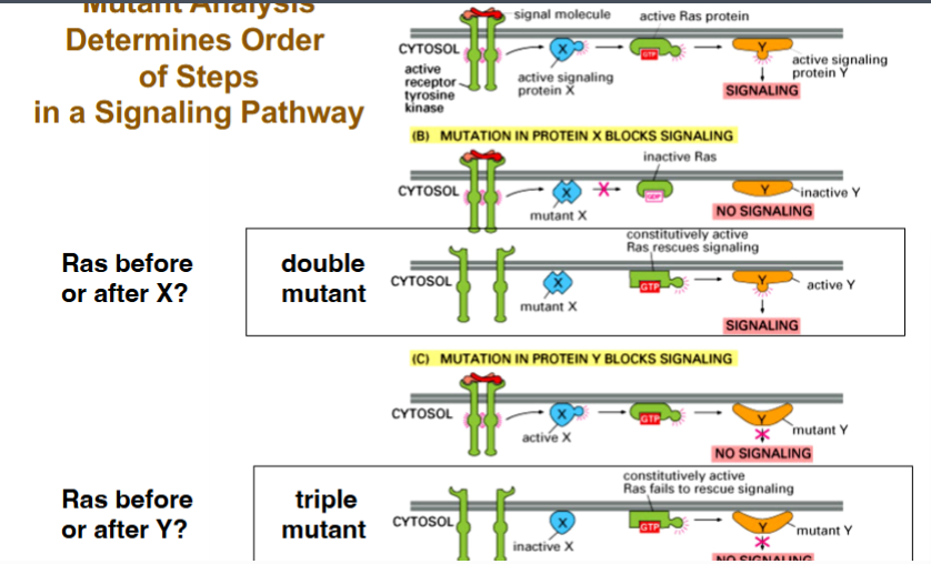 <p><span style="background-color: transparent;"><strong>Mutant Analysis to Determine Signaling Pathway Order</strong></span></p>
