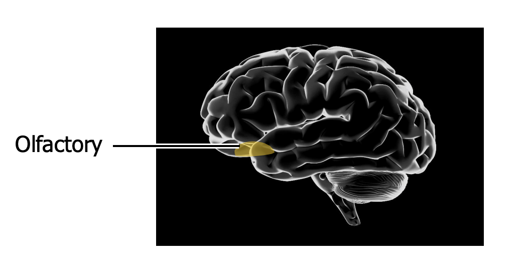 <p>Olfactory cortex is in the frontal and temporal lobes</p>