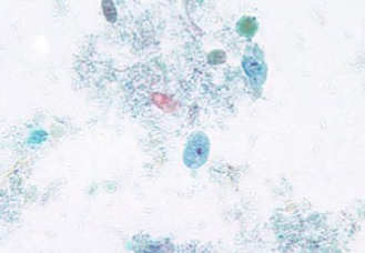 <p><span style="background-color: rgba(0, 0, 0, 0); line-height: 19.7625px;">What is the species in this photo? </span></p>