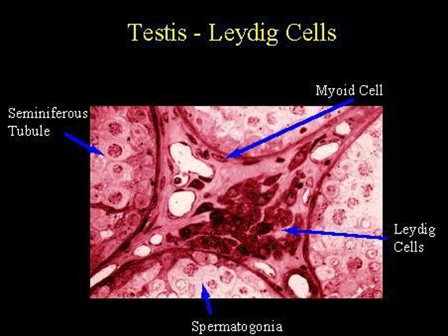 <p>Testosterone (steroidogenesis).</p>