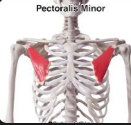 <p>Pectoralis minor</p>