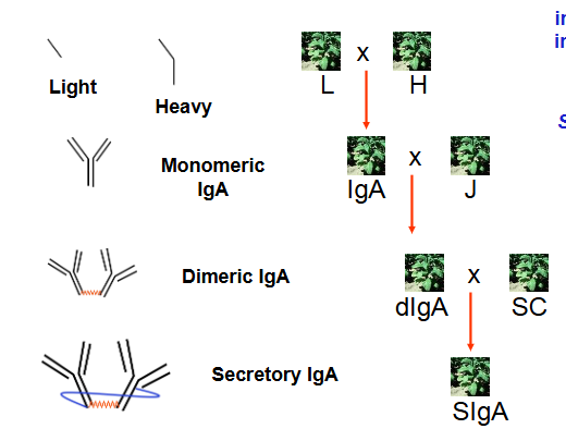 <p>Making Secretary Immunoglobulin (SIgA) in plants: May be useful for passive immunotherapy. Secretary Immunoglobulin is a complex protein, requiring many genes to express its peptides. A plant that could express the full functional protein was made by selectively crossing transgenic plants, all transformed with one gene for one of the peptides for the protein, so the final offspring from the crosses could produce functional SIgA</p>