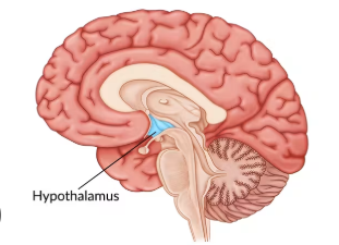 <p>Hypothalamus</p>