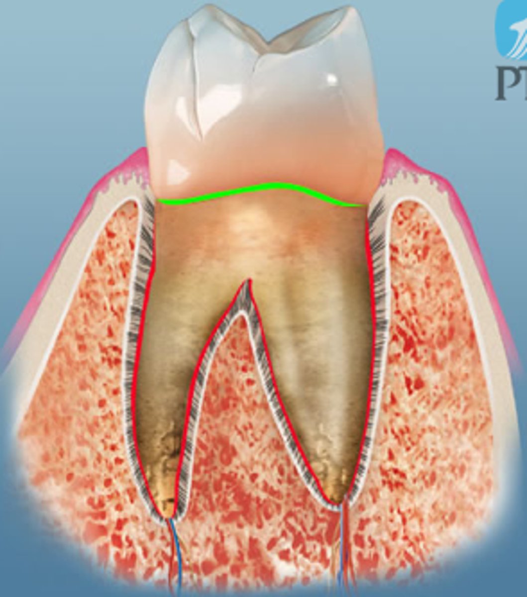 <p>the inner surface if enamel where enamel joins dentin</p>