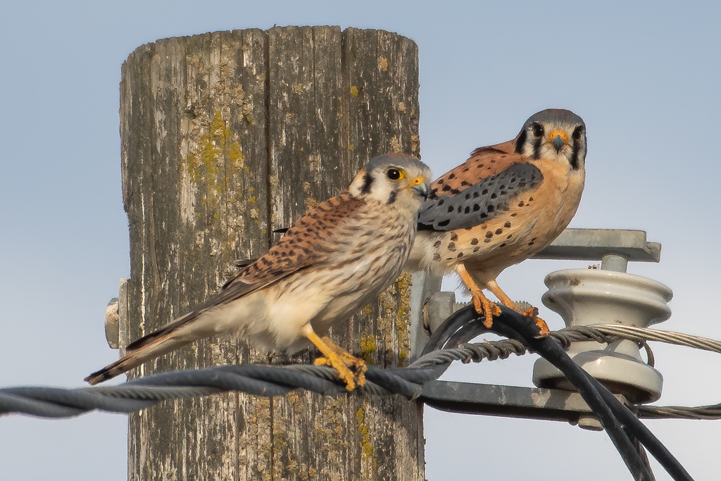 <p>M/F with double bar on face!</p><p><u>Male</u>: Extensive blue head and wings</p><p><u>Female</u>: Rufus barred wings</p><p></p>