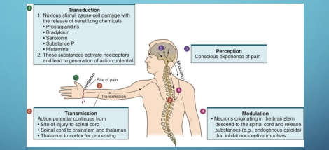 <p>1) Injured cell site releases mixture of chemicals to nerve endings (Nociceptors), which creates an action potential </p><p>Chemicals: Prostaglandins, Bradykinin, Serotonin Histamine</p>