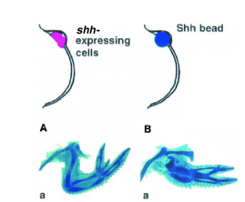 <ul><li><p>duplicated pattern of digits in a concentration-dependent manner </p></li><li><p>bead soaked in Shh or Shh expressing cells implanted to the anterior margin </p></li></ul><p></p>