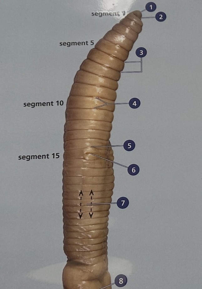 <p>8 =</p>
