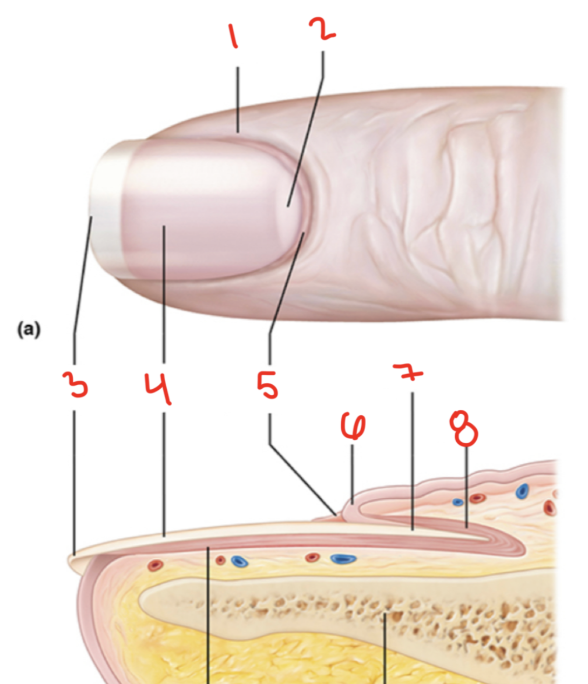 <p>8</p>