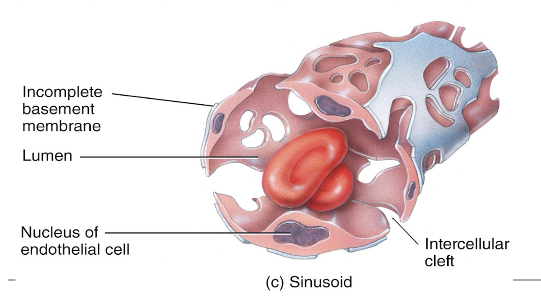 <p>leaky, allow passage of large molecules and recycled RBC components (liver)</p>
