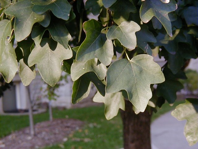 <p>common name</p>