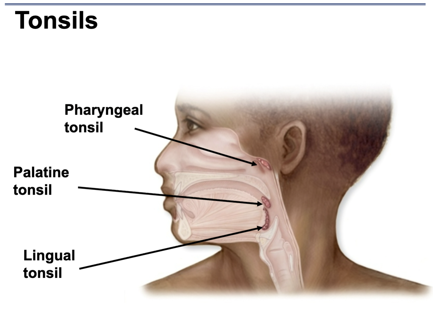 <p>What are Palatine tonsils</p>