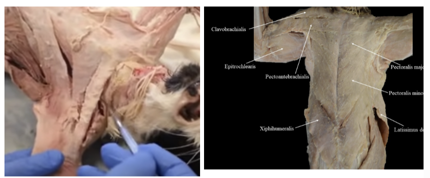 <p>Its origin is the manubrium of the sternum, and its insertion is in a flat tendon on the fascia of the proximal end of the ulna. Its action is to draw the arm towards the chest.</p>