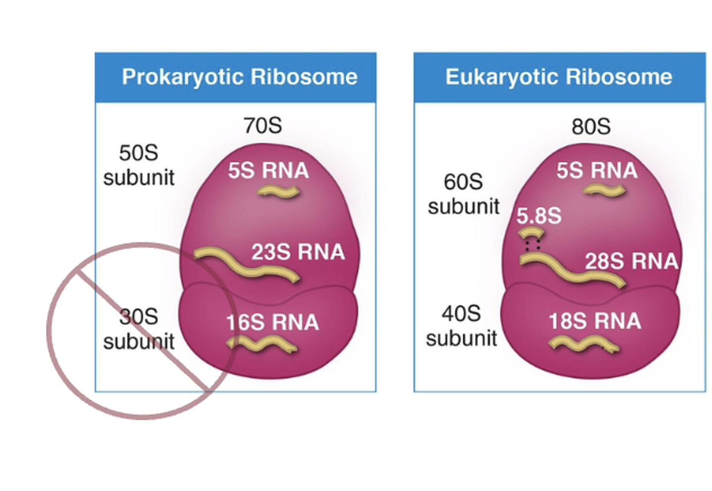 <p>- humans have an overall 80s ribosome with 60s and 40s ribosomal subunit</p><p>- bacterial have overall 70s ribosome and 50s and 30 ribosomal subunit</p><p>- protein synthesis inhibitors attack the ribosome and prevent protein synthesis</p><p>- still have side effects</p>