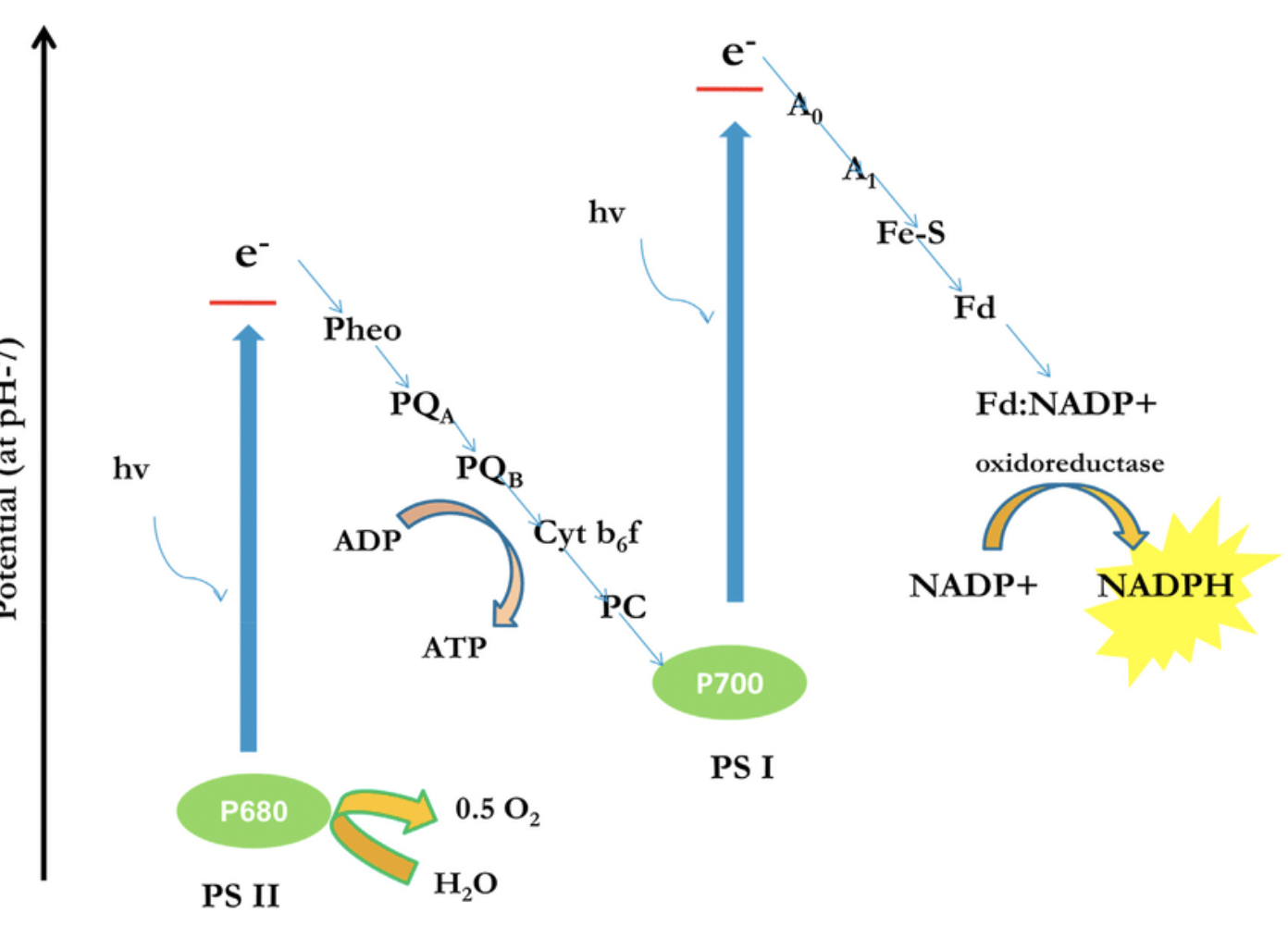 <ul><li><p><strong>Light absorbed by PSII → electrons excited (chlorophyll a)</strong></p></li><li><p>Electrons → <strong>electron acceptors → ETC</strong></p></li><li><p>Energy → <strong>proton pumping (stroma → thylakoid) → ATP</strong></p></li><li><p><strong>Photolysis of water replaces lost electrons</strong></p><ul><li><p>H₂O → 2H⁺ + 2e⁻ + ½O₂ (<strong>O₂ released</strong>)</p></li></ul></li><li><p><strong>Light absorbed by PSI → electrons re-excited</strong></p></li><li><p>Electrons → <strong>electron acceptor → NADP</strong></p></li><li><p>NADP + 2e⁻ + H⁺ → <strong>NADPH</strong></p></li></ul><p></p>