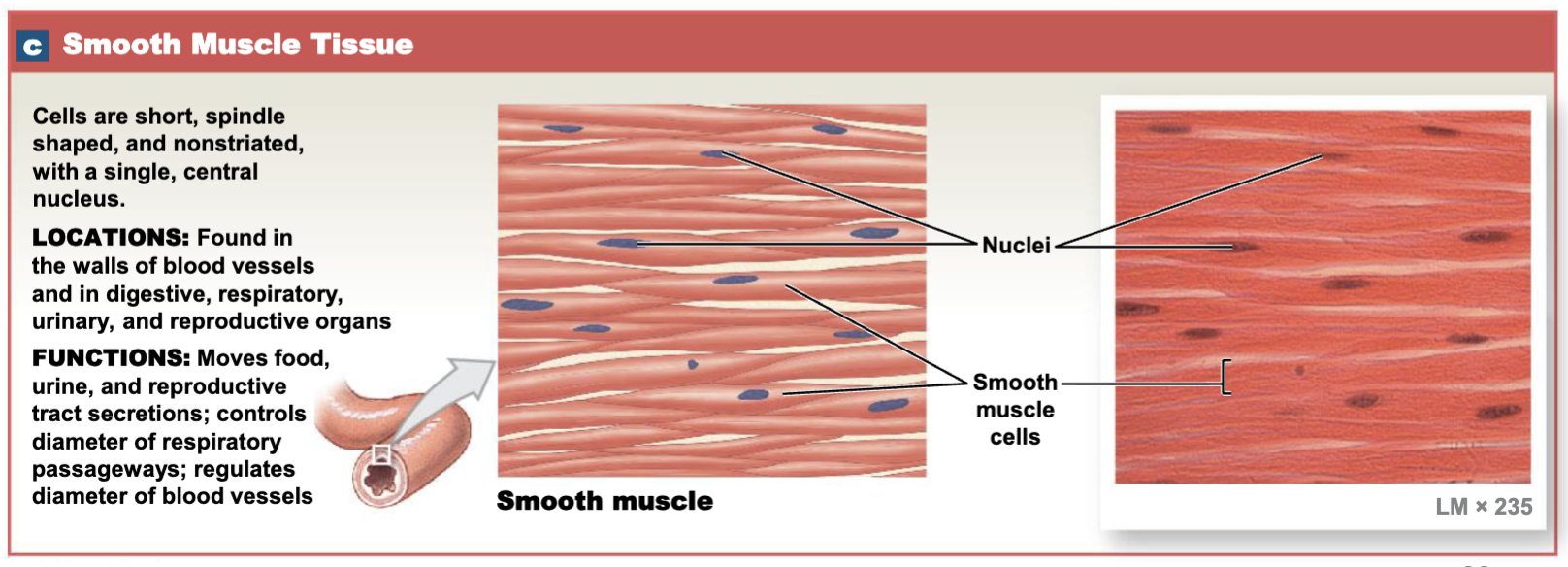 <p>Move substances(urine, food, reproductive secretions), controls diameter of respiratory</p><p>passageways; regulates diameter of blood vessels</p>