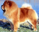 <p>welk type hond is dit</p>