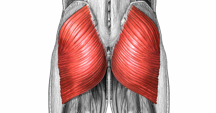 <p>Extension across the posterior pelvis</p>