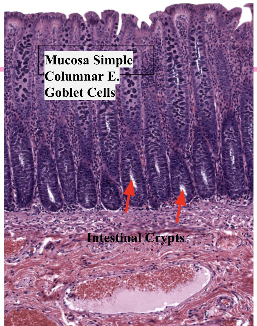 <p>L. Intestine: Intestinal Crypts (Deep white pockets)</p>
