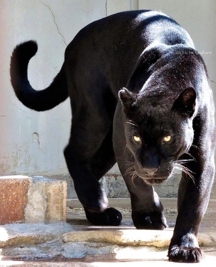 <p>panther ( CN ) ( PN panthers = panther )</p>