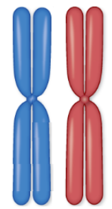 <p>a pair of matching chromosomes, one inherited from each parent (contain the same genes, though may have different versions)</p>