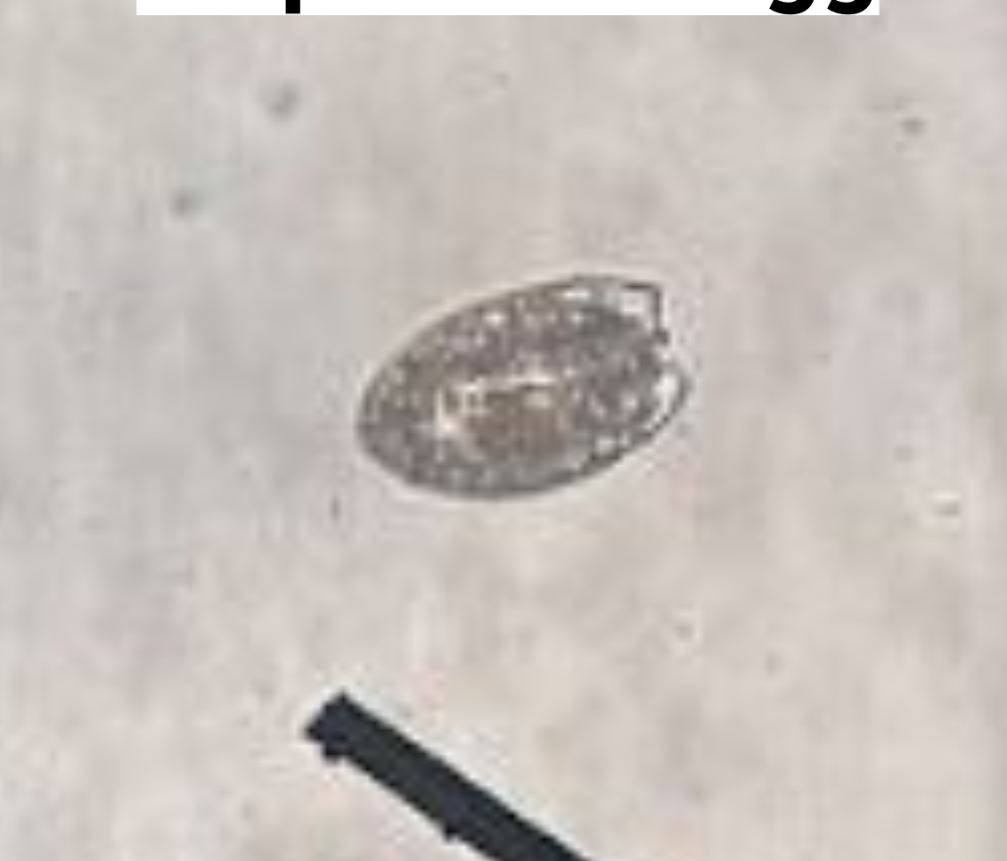 <p>ID egg</p>