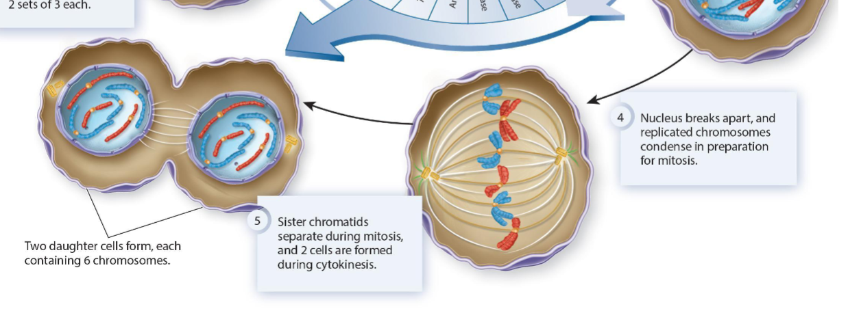 <p>Mitosis involves the division of one cell nucleus into two, with separation of sister chromatids, and cytokinesis involves the division of the cytoplasm into two daughter cells.</p>