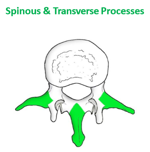 <ul><li><p>Levers for muscle & ligamentous attachment</p><ul><li><p>Because we need to be able to support joints, connect tissues, & move these regions</p></li></ul></li></ul><p></p>