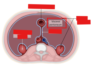 <p>B. Visceral peritoneum</p>