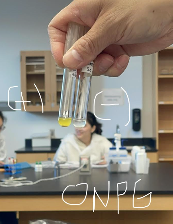 <p><strong>Name: </strong>ONPG Test</p><p><strong>PURPOSE: </strong>to detect B-galactosidase in an organism.</p><p><strong>MEDIA: </strong>TSA plate(tryptic soy agar, previously grown)</p><p><strong>INOCULATION GUIDE: </strong></p><p>* Add a heavy inoculum from previously grown plate to test tube with 1mL of water(scrap A LOT of the bacteria)</p><p>* Add ONPG Tablet</p><p><strong>INCUBATION: </strong>37°C for 48 hrs.</p><p><strong>THEORY: </strong>ONPG </p><ul><li><p>Is a synthetic substrate of B-galactosidase, does not require a permease to enter cell.</p></li><li><p>ONPG(substrate) —> B-galactosidase(breaks)—> O-nitrophenol(<mark data-color="#e2de18" style="background-color: rgb(226, 222, 24); color: inherit;">yellow </mark>enzyme)</p></li></ul><p><strong>RESULTS: </strong></p><p>(+): <mark data-color="#f5f00d" style="background-color: rgb(245, 240, 13); color: inherit;">yellow</mark></p><p>(-): clear or foggy</p><p>Note: </p><p>ONPG does not require permease to enter the cell. </p><p></p>