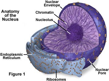 <p>Production of ribosomes!</p>