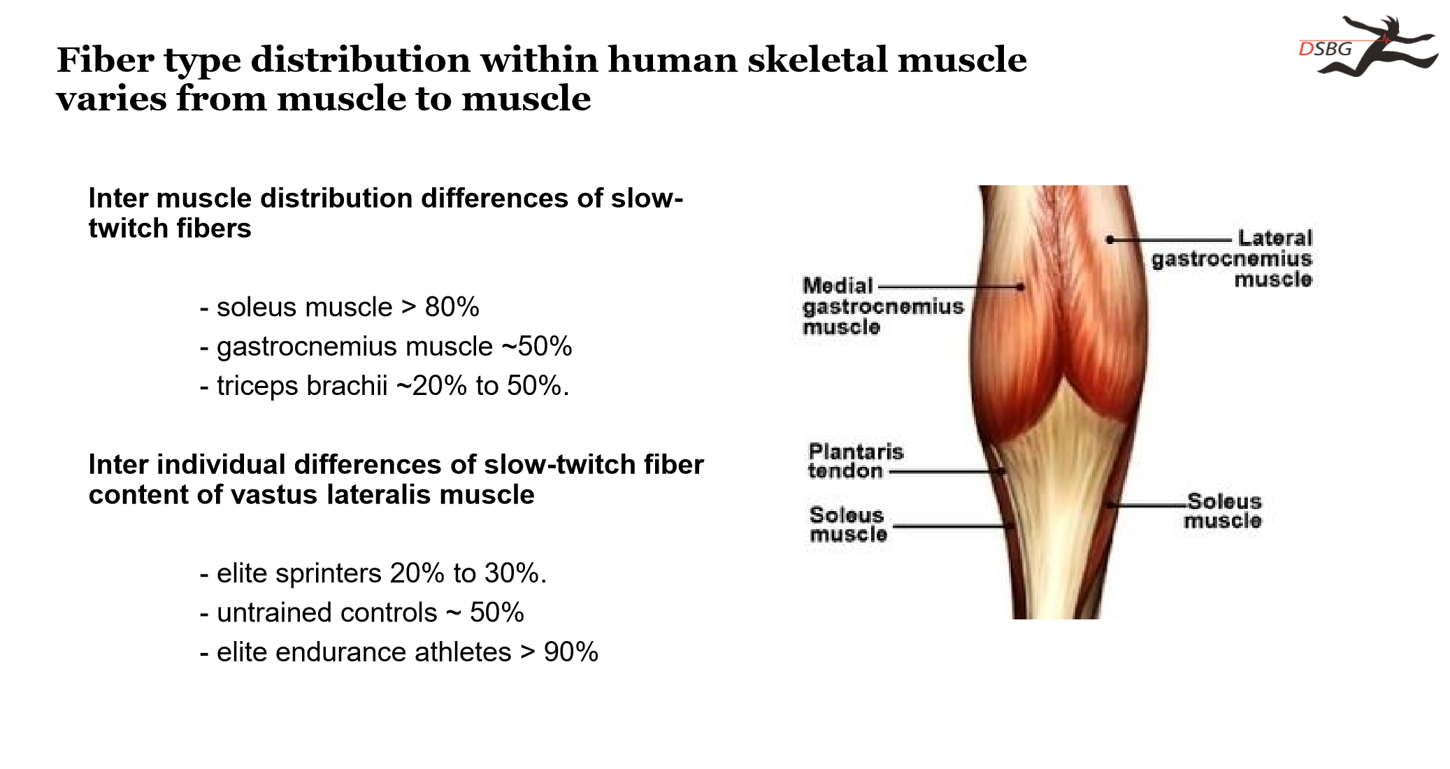 <p>Soleus, </p><p></p><p>Sprinter = 20-30% ST</p><p>Endurance = 90% ST</p>