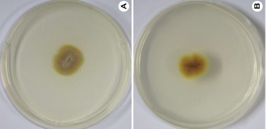 <p>Identify this fungus</p>