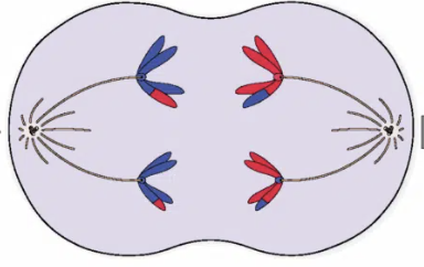 <ul><li><p><span>Spindle fibres contract and homologous chromosomes are separated to opposite cell poles</span></p></li><li><p><span>Chromosomes still as sister chromatids</span></p></li></ul><p></p>