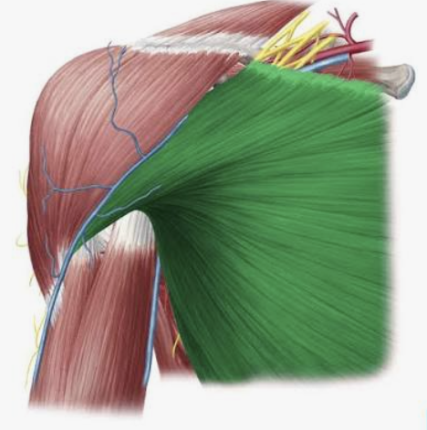 <p>Which muscle is this?</p>