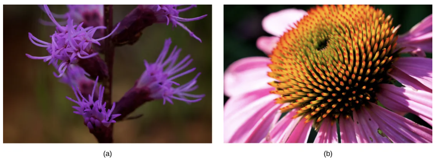 <p><span>When two species evolve in different directions from a common point. EX: can be seen in the forms of the reproductive organs of flowering plants, which share the same basic anatomies; however, they can look very different as a result of selection in different physical environments, and adaptation to different kinds of pollinators</span></p>