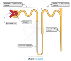 <p>*Bowman's capsule* contains *glomerulus*</p><p>*proximal convoluted tubule* in the cortex leads into</p><p>*loop of Henle* in the medulla, which leads into </p><p>*distal convoluted tubule* in the cortex which leads into</p><p>*collecting duct* in the medulla</p>