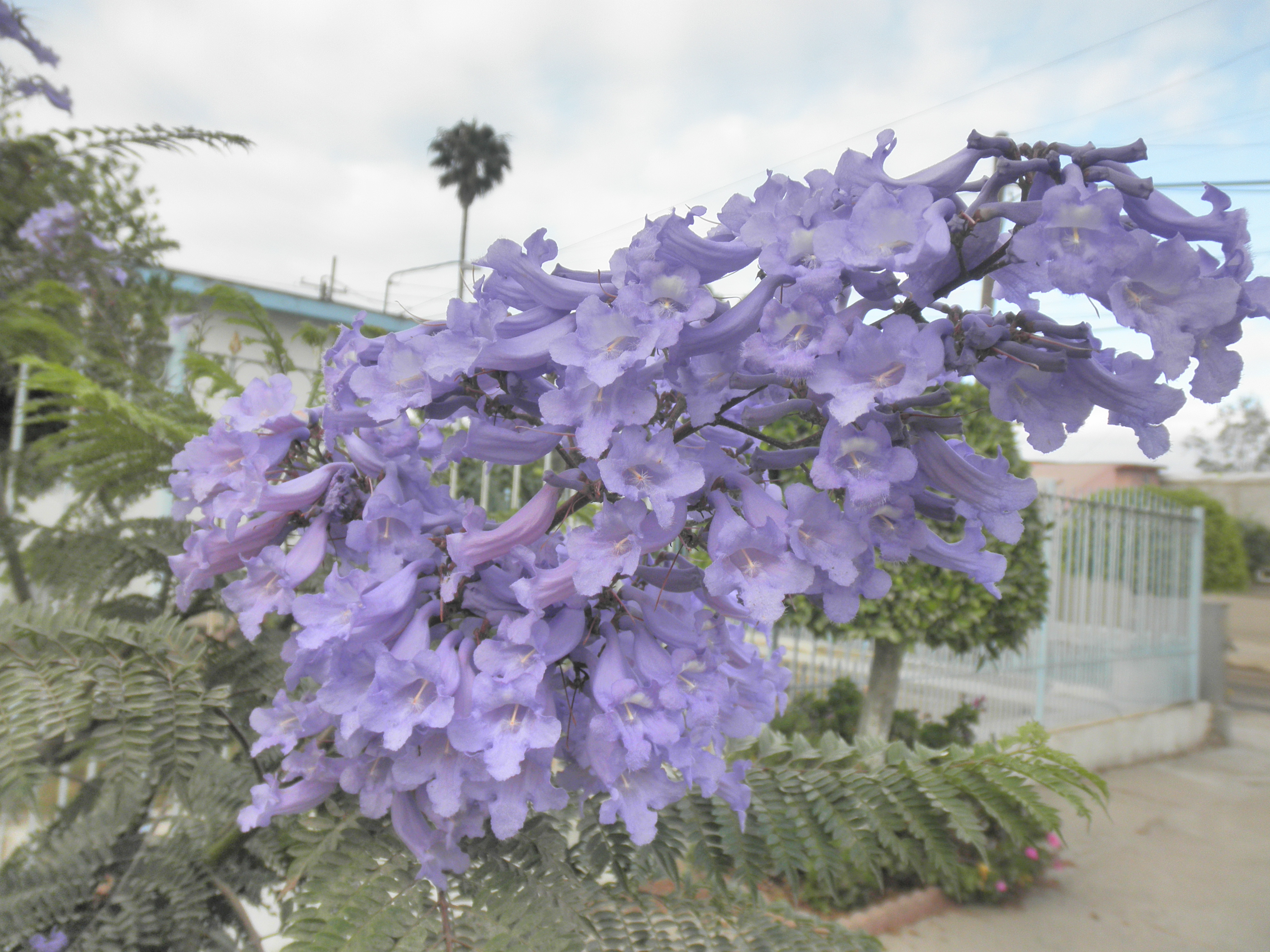 <p>Jacaranda mimosifolia - Jacaranda</p>