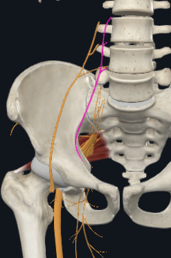 <p>What’s this nerve?</p>