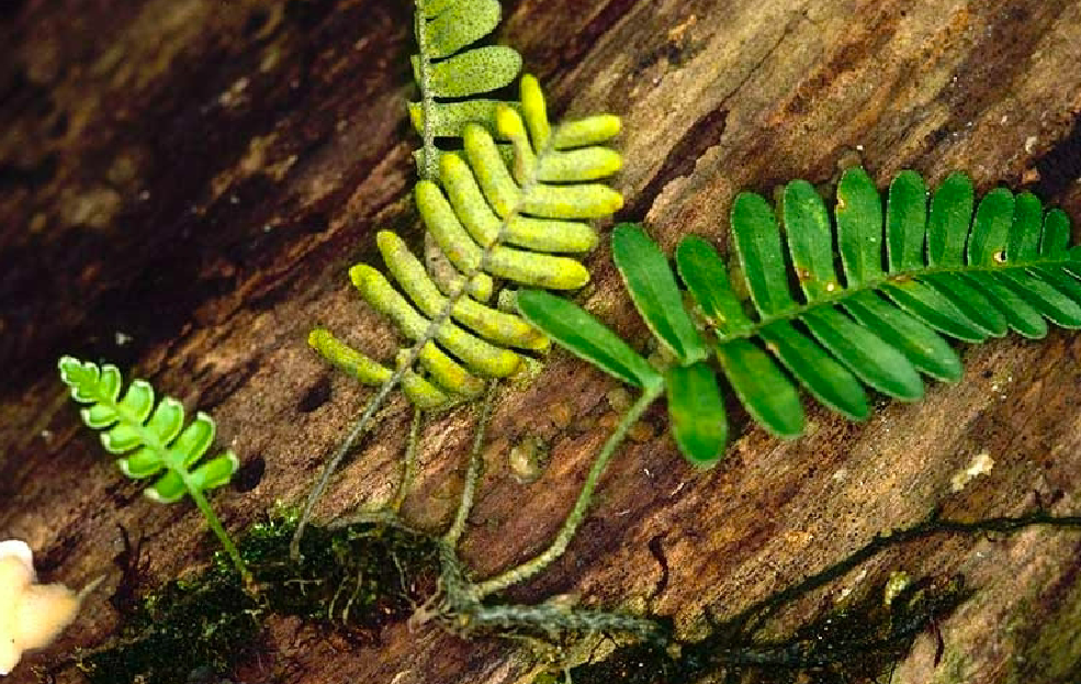 <p>Archaeplastida: Viridiplantae: Plantae<strong>: </strong>Tracheophyta<strong>: Monilophyta (1: characteristics)</strong></p>