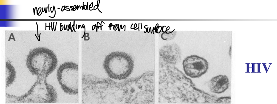<ul><li><p><strong>Spherical morphology</strong>, characterized by a lipid envelope surrounding a conical core</p></li><li><p><strong>Contains two single strands of RNA and essential enzymes</strong> such as RT</p></li><li><p>It’s <strong>characteristic capsid is composed of the p24 protein</strong> and<span style="color: green;"> is crucial for protecting the viral RNA during the infection process. </span></p></li></ul><p></p>