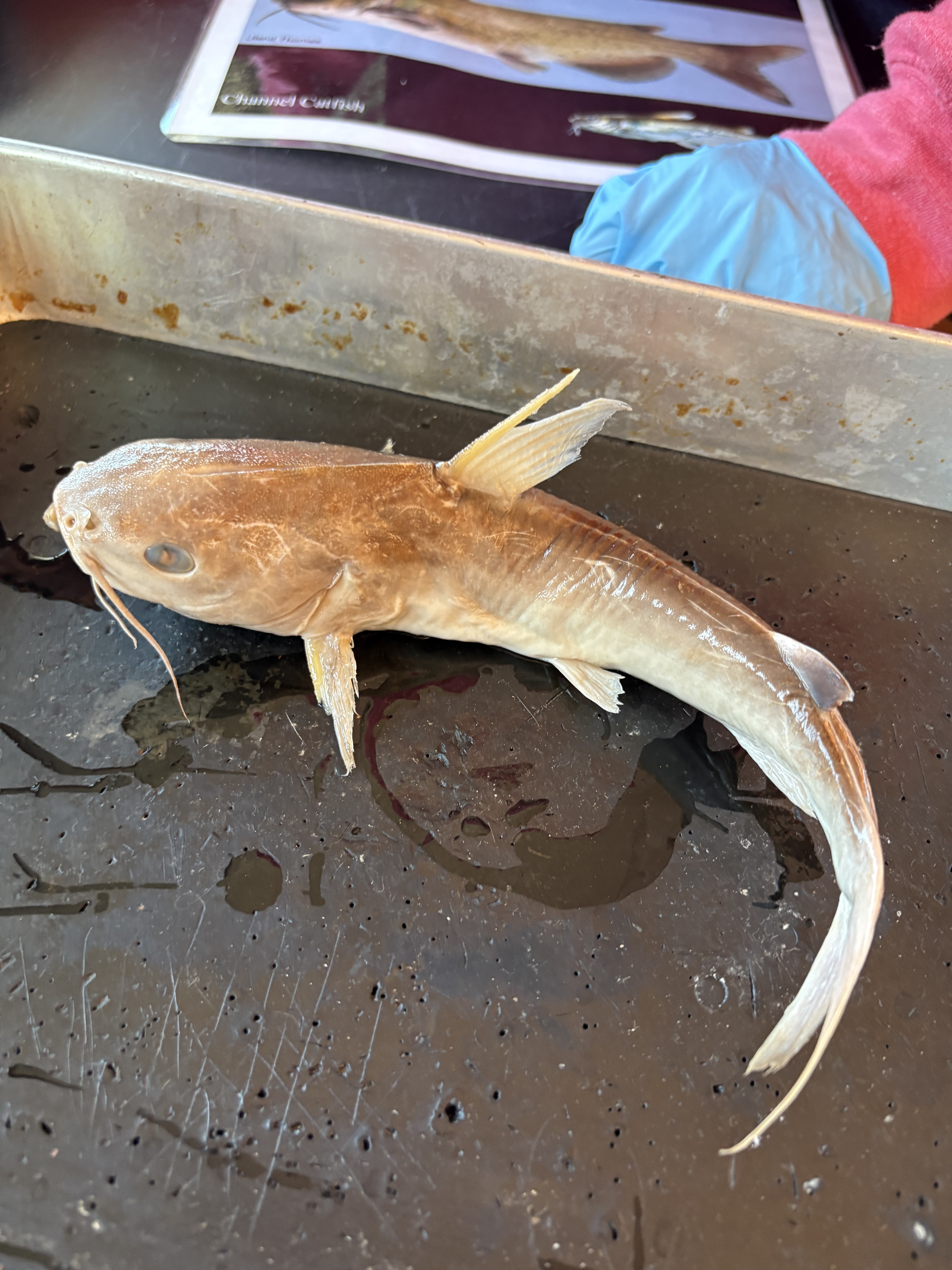 <p>What is the Class, Division, Order, Family, Name, and Scientific Name for this species?</p>