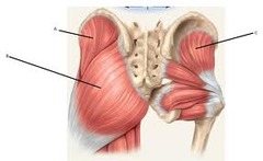 <p>Origin Ilium &amp; Sacrum</p><p>Insertion: Femur</p><p>Action: Rotate, abduct &amp;extend hip</p><p>(Posterior hip)</p>