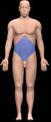<p>abdomen</p>