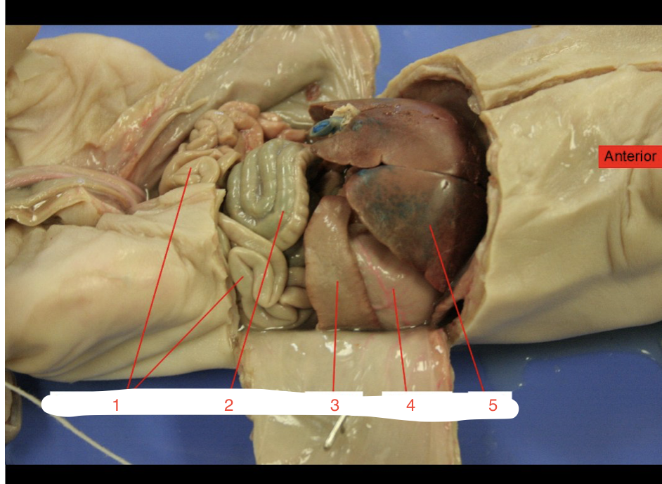 <p>Small Intestine</p>