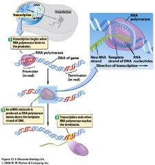 <p>similarities to replication: has START site, 5 to 3 synthesis, needs DNA template</p><p>differences to replication: has STOP site, no primers required, no editing</p><p>*template strand*- anti-sense strand, RNA polymerase attaches</p><p>*coding strand*- sense strand, same code as the resulting mRNA, not transcribed</p><p>RNA polymerase attaches to promoter on template strand, which is next to operator and START site</p><p>transcription is the primary regulation for translation:</p><p>1. promoter- DNA region with affinity for RNA polymerase regulates transcription</p><p>2. enhancer- DNA region with affinity for activator transcription factors</p><p>3. operator- DNA region with affinity for repressor transcription factors</p><p>3. transcription factors- activators and repressors regulate transcription</p><p>3. promoter, operator, and enhancer regions are not transcribed to the mRNA</p>