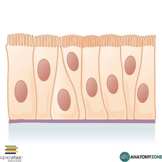 <p>Pseudostratified Columnar Epithelium </p>
