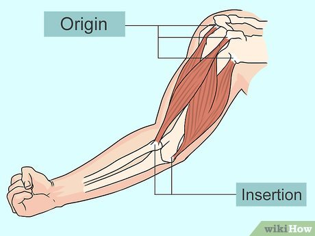 <p>What is an origin for a skeletal muscle?</p>